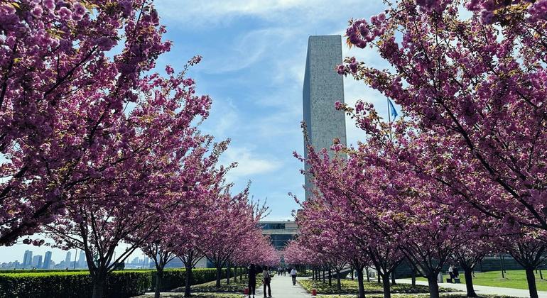 Здание Секретариата ООН в Нью-Йорке.